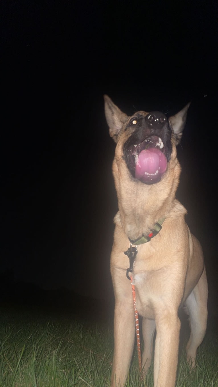 Ceder, a Belgian Malinois and German Shepherd Dog mix tested with EmbarkVet.com