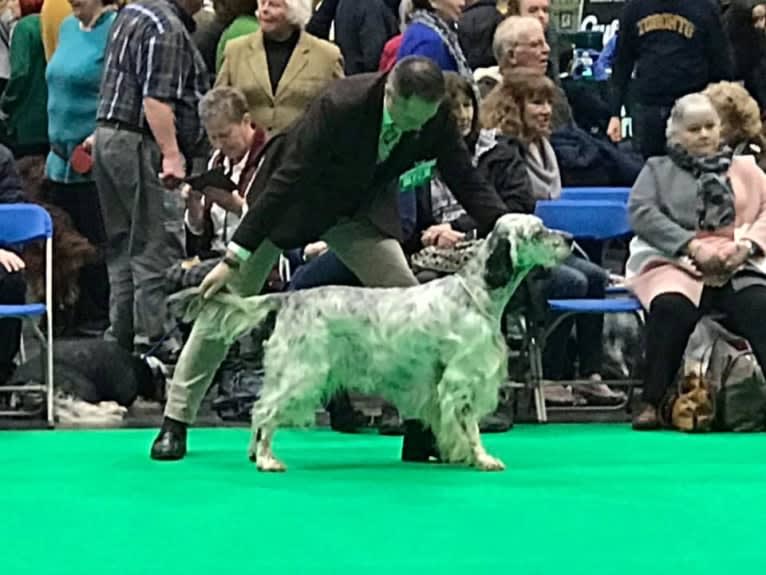 David, an English Setter tested with EmbarkVet.com