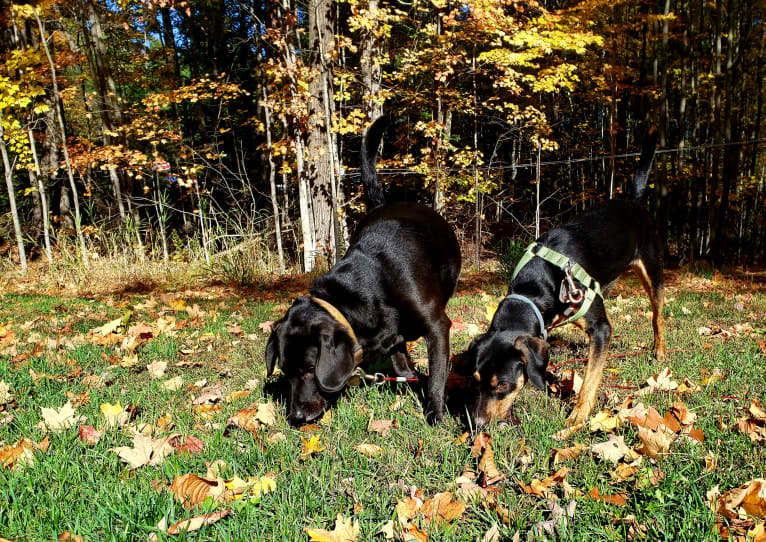 Boone, a Catahoula Leopard Dog and Poodle (Small) mix tested with EmbarkVet.com