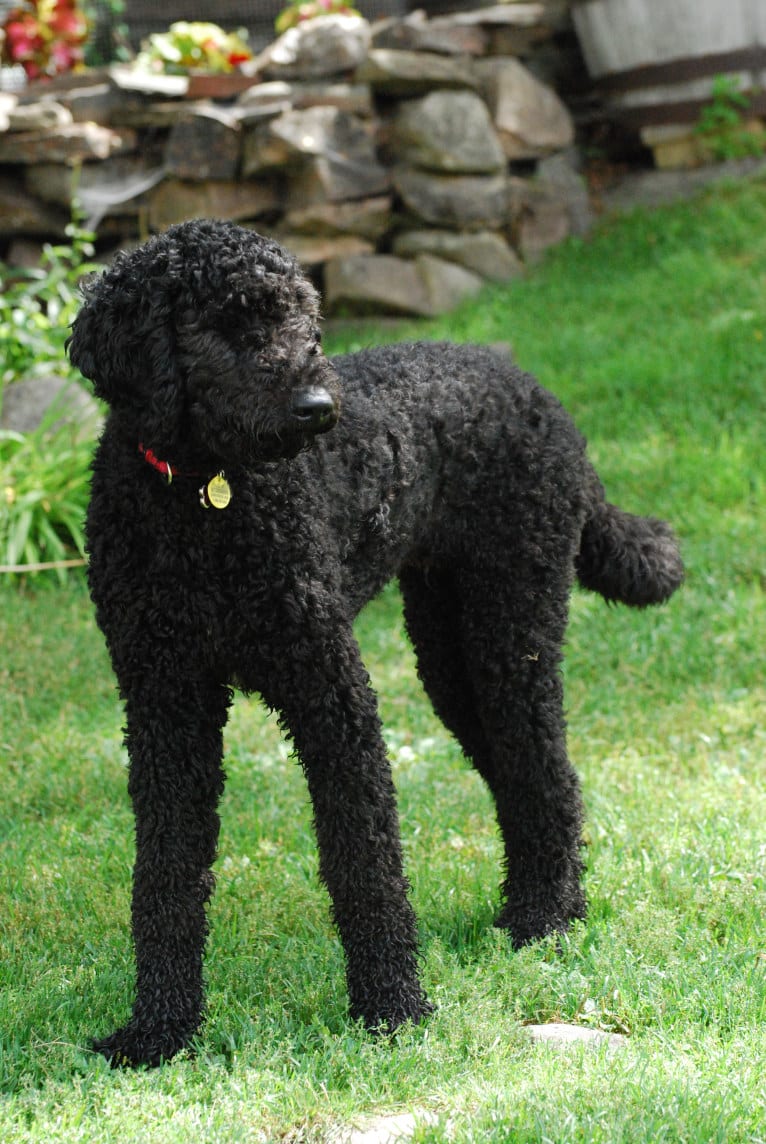 Tynan, a Poodle (Standard) and Labrador Retriever mix tested with EmbarkVet.com