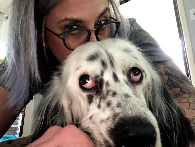 Velma, an English Setter (27.4% unresolved) tested with EmbarkVet.com