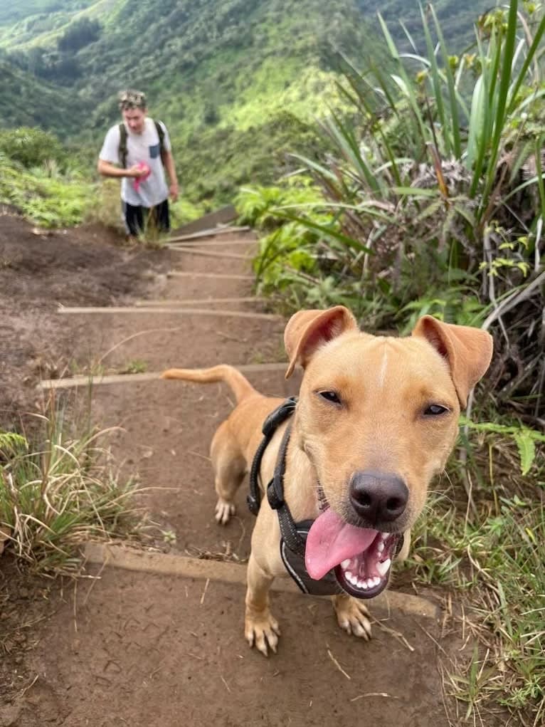 Riley, an American Pit Bull Terrier and Chihuahua mix tested with EmbarkVet.com