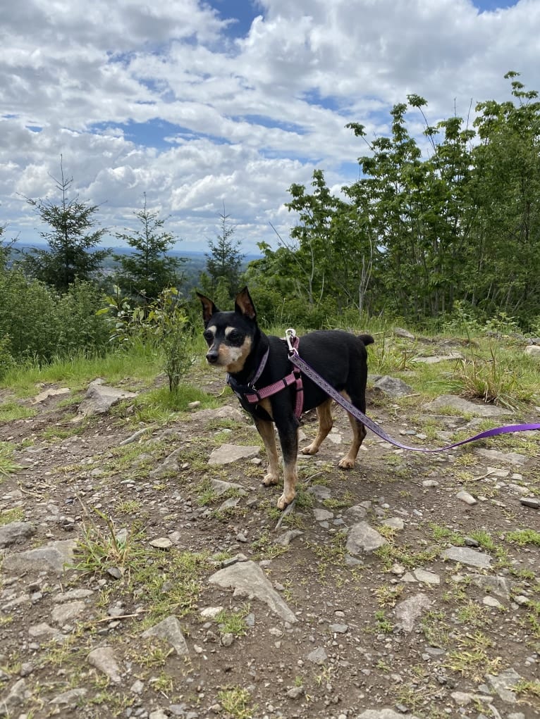 Kaidyn, a Miniature Pinscher tested with EmbarkVet.com