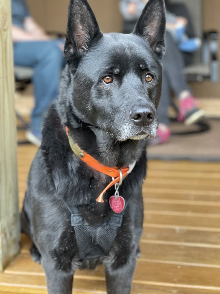 Amos, a Norwegian Elkhound and American Pit Bull Terrier mix tested with EmbarkVet.com