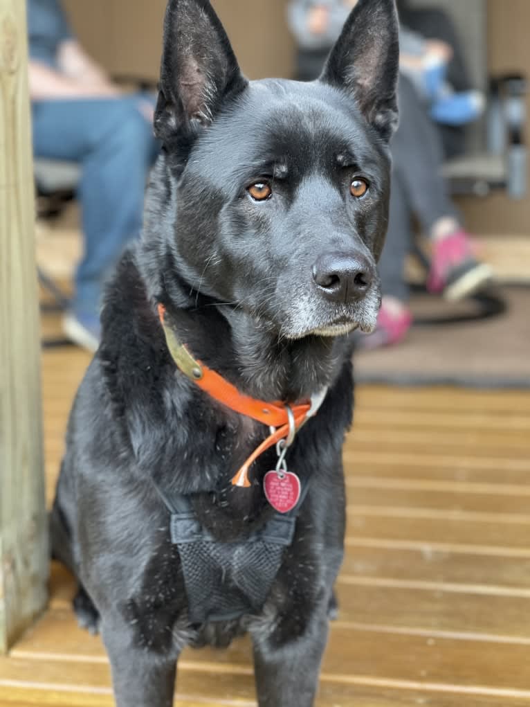 Amos, a Norwegian Elkhound and American Pit Bull Terrier mix tested with EmbarkVet.com