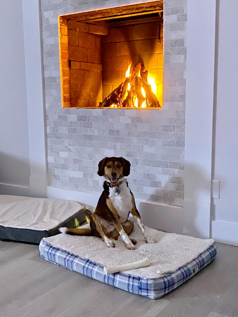 Rooney, a Beagle and Labrador Retriever mix tested with EmbarkVet.com