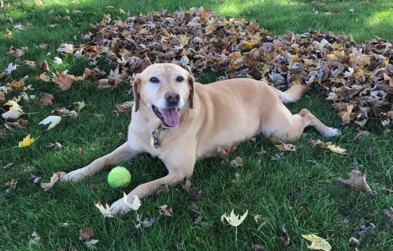 Sadie, a Labrador Retriever and American Bulldog mix tested with EmbarkVet.com