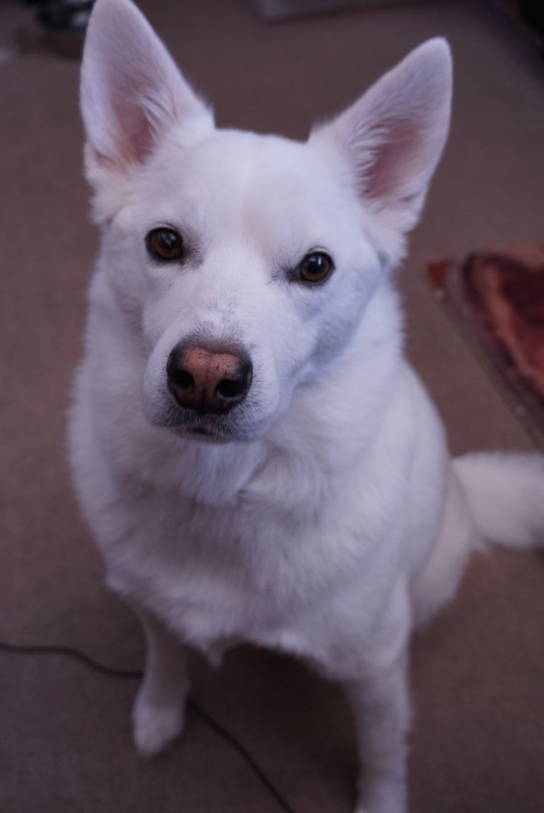 Shadow, an American Eskimo Dog and Australian Cattle Dog mix tested with EmbarkVet.com