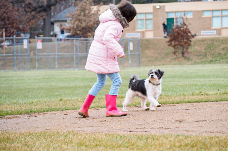 Lukas, a Shih Tzu and Chihuahua mix tested with EmbarkVet.com