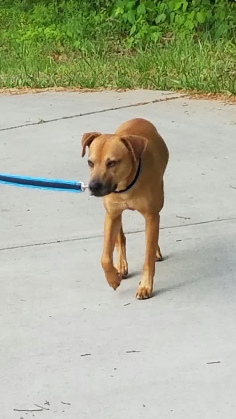 Jake, an American Pit Bull Terrier and Chow Chow mix tested with EmbarkVet.com