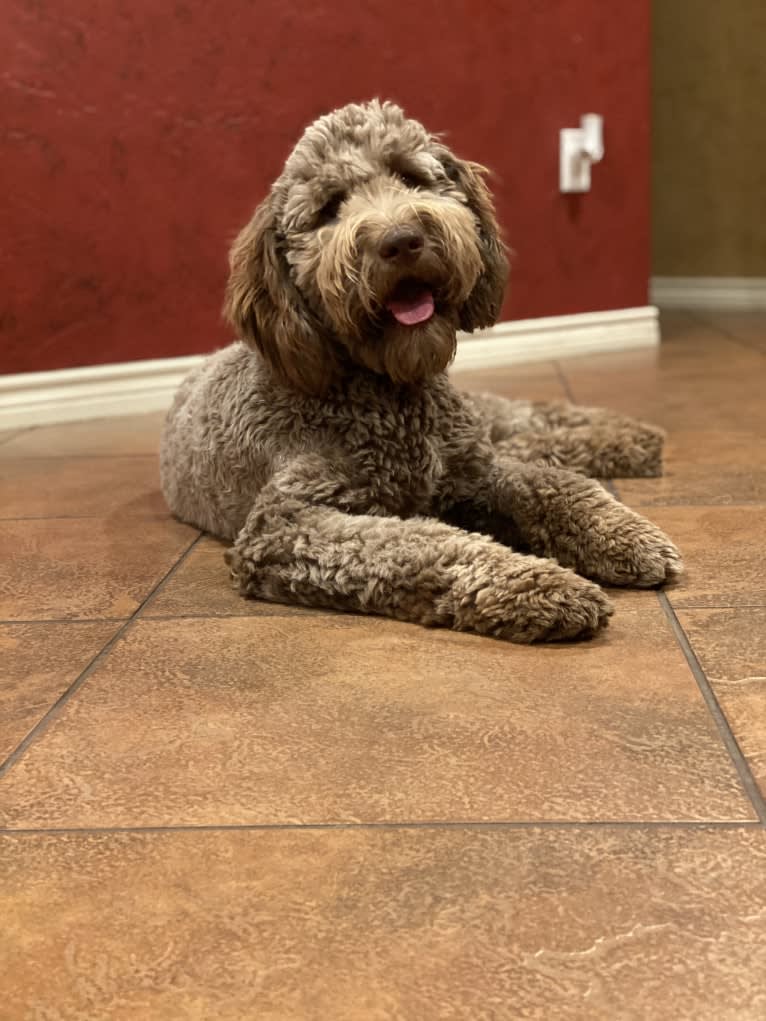 Penny, a Goldendoodle tested with EmbarkVet.com