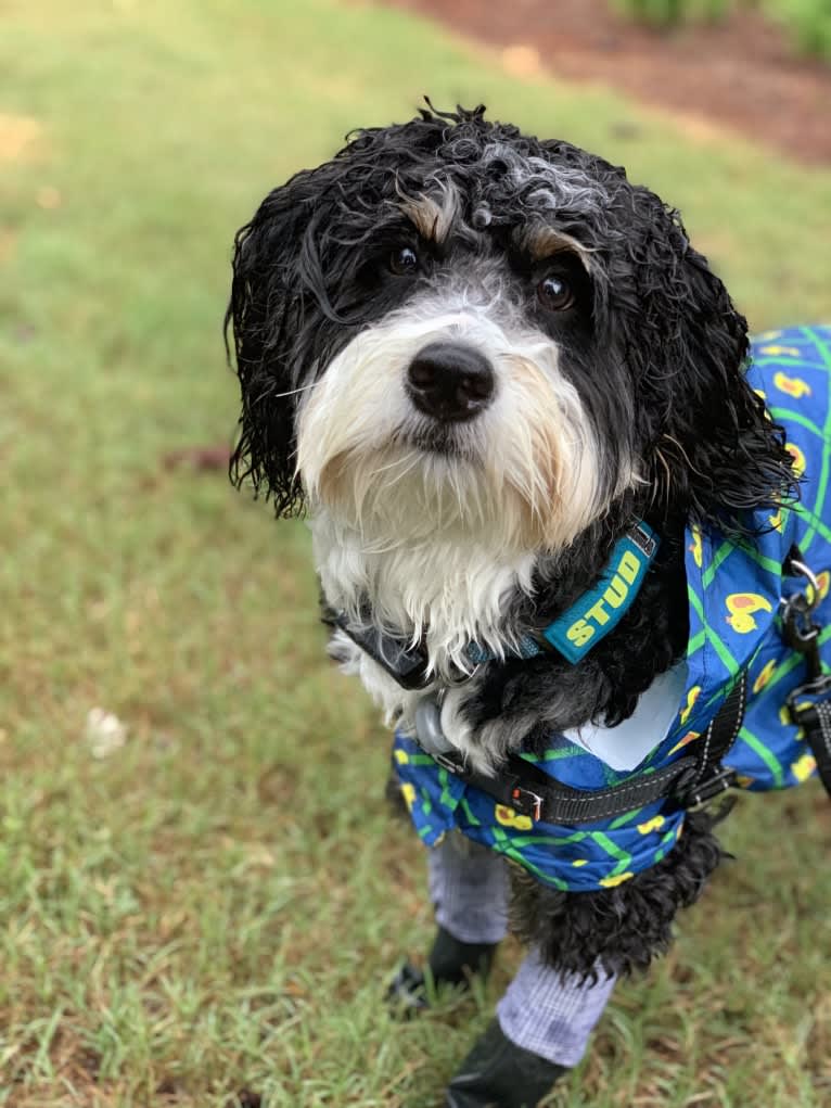 Drake, a Bernese Mountain Dog and Poodle (Small) mix tested with EmbarkVet.com