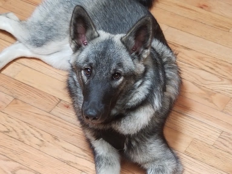 Buck, a Norwegian Elkhound tested with EmbarkVet.com