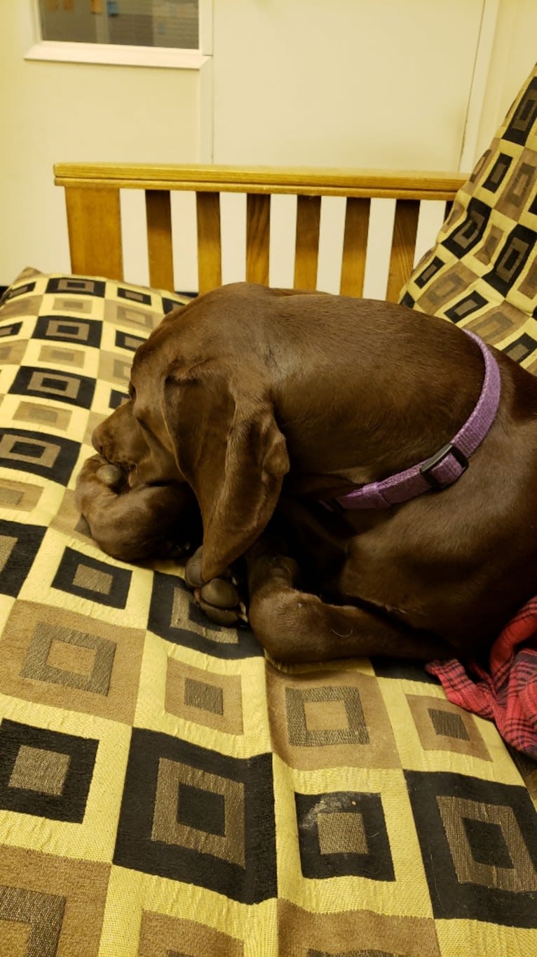 Roxie, a German Shorthaired Pointer tested with EmbarkVet.com