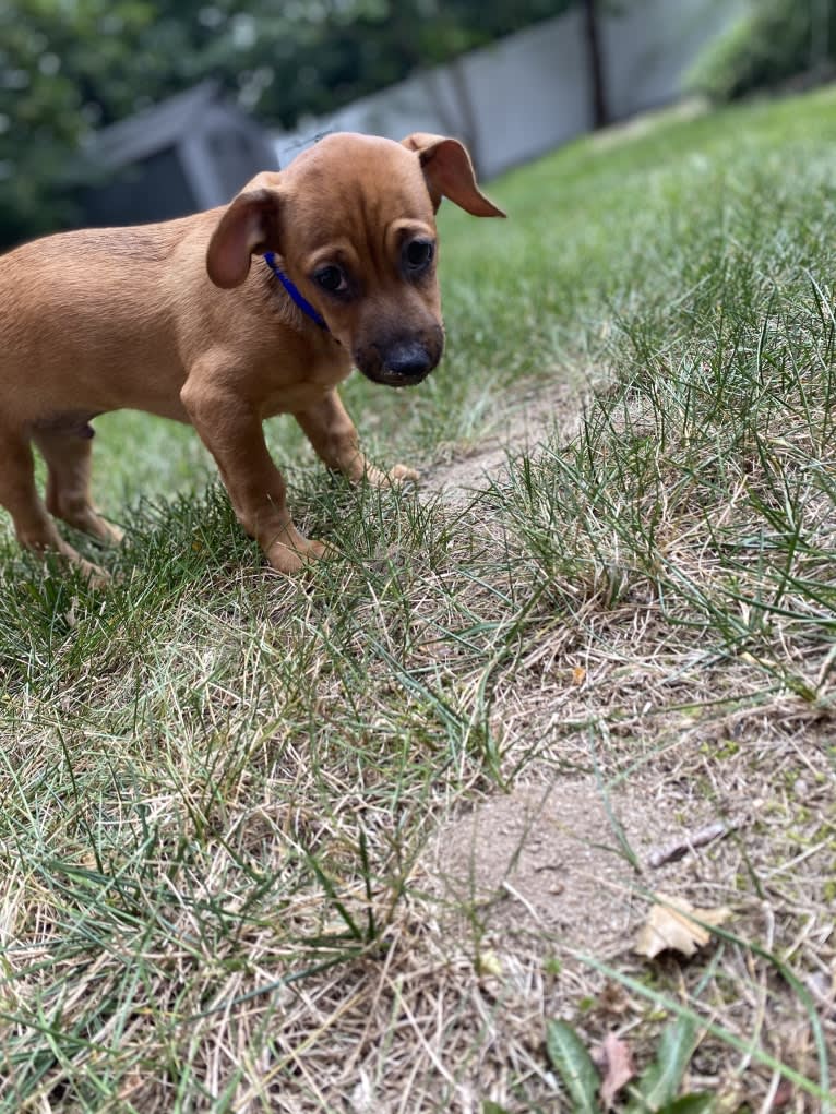 Harbor, a Chihuahua and Shih Tzu mix tested with EmbarkVet.com