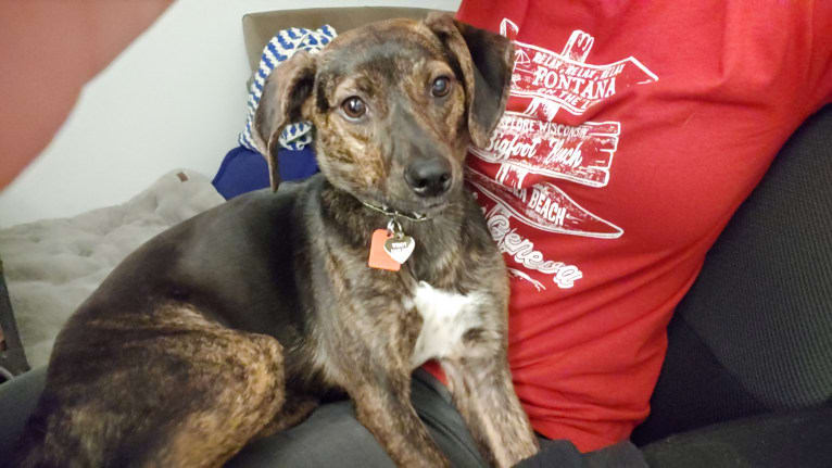 Wendy Darling, a Mountain Cur tested with EmbarkVet.com