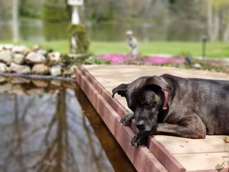 Zeke, an American Pit Bull Terrier and Great Dane mix tested with EmbarkVet.com