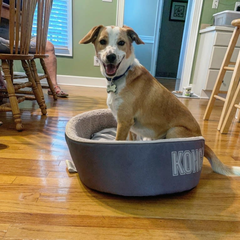 Langston Hughes, a Beagle and Australian Shepherd mix tested with EmbarkVet.com