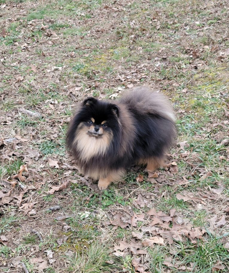 Kuro, a Pomeranian tested with EmbarkVet.com