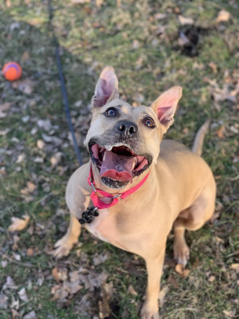 Winnie, an American Pit Bull Terrier tested with EmbarkVet.com