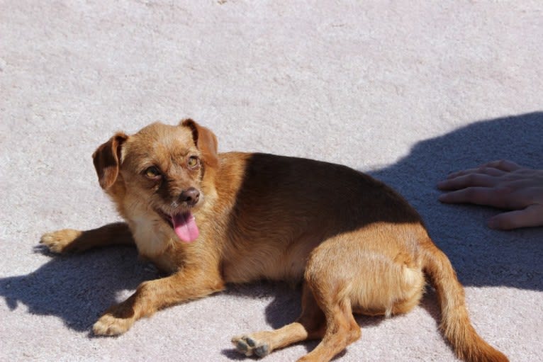 Mochi, a Miniature Pinscher and Poodle (Small) mix tested with EmbarkVet.com