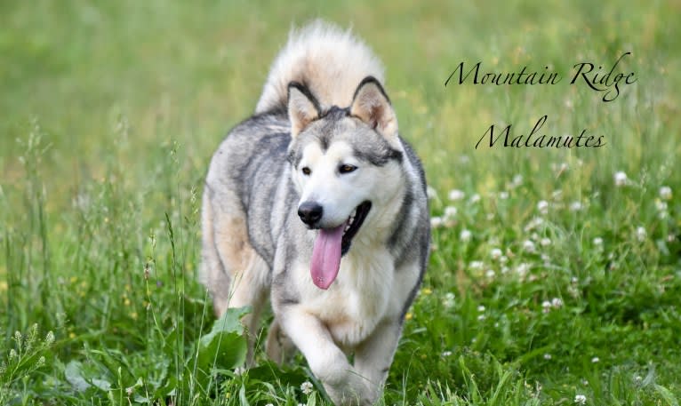 Miya, an Alaskan Malamute tested with EmbarkVet.com
