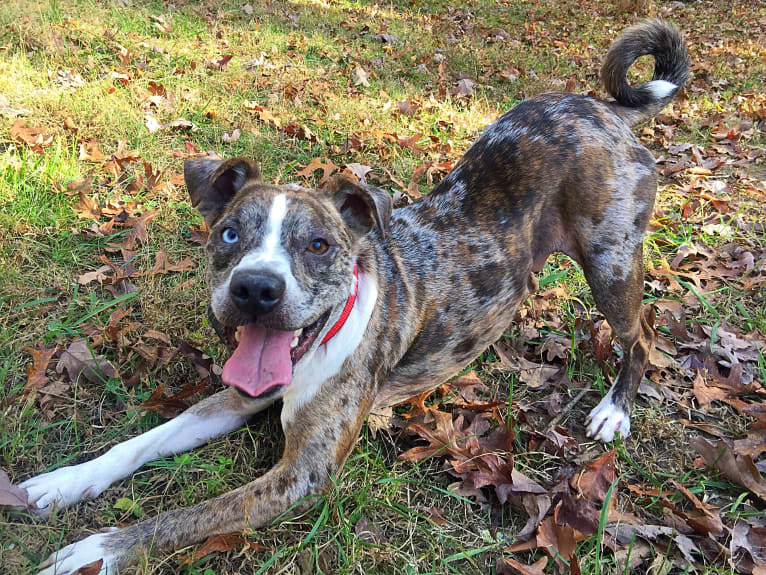 Hammer, a Boston Terrier and Australian Cattle Dog mix tested with EmbarkVet.com