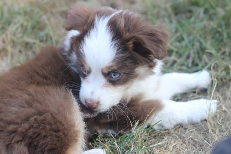 Ludo, an Australian Shepherd tested with EmbarkVet.com