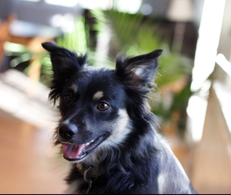 Cooper, an English Shepherd and Pomeranian mix tested with EmbarkVet.com