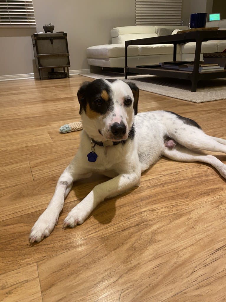 Zac, a Chihuahua and Australian Cattle Dog mix tested with EmbarkVet.com