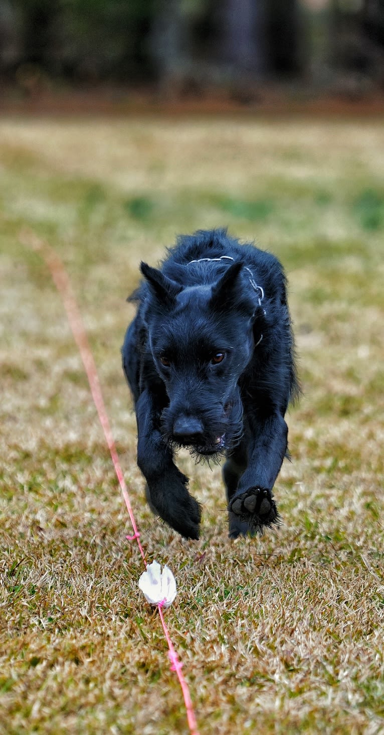 Vaatu, a Black Russian Terrier and Belgian Malinois mix tested with EmbarkVet.com