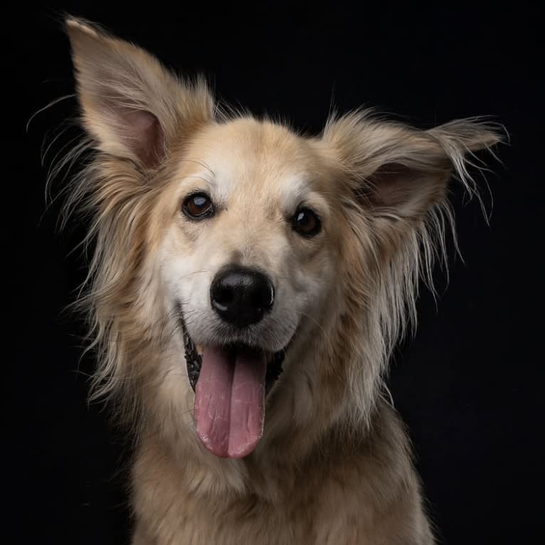 Chewbacca, a Golden Retriever and German Shepherd Dog mix tested with EmbarkVet.com