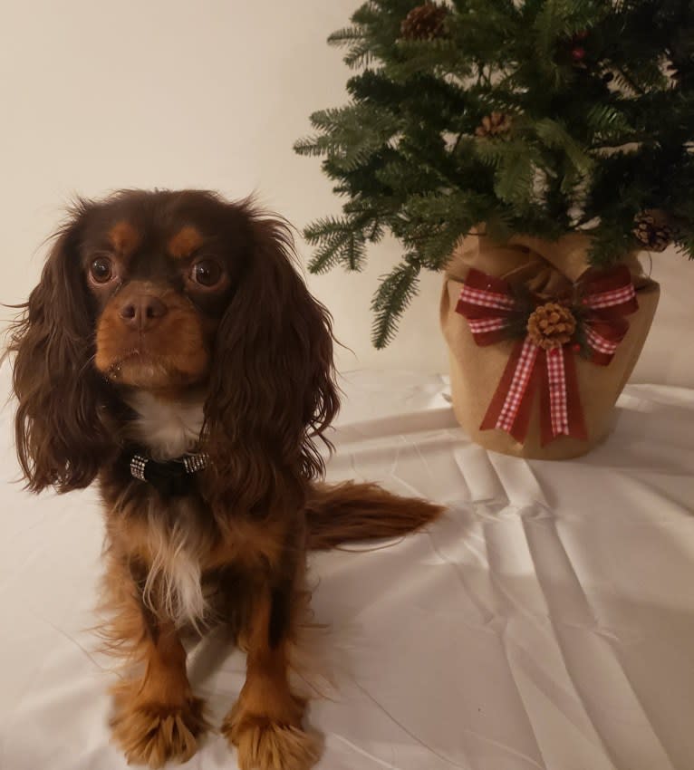 Diamond, a Cavalier King Charles Spaniel tested with EmbarkVet.com