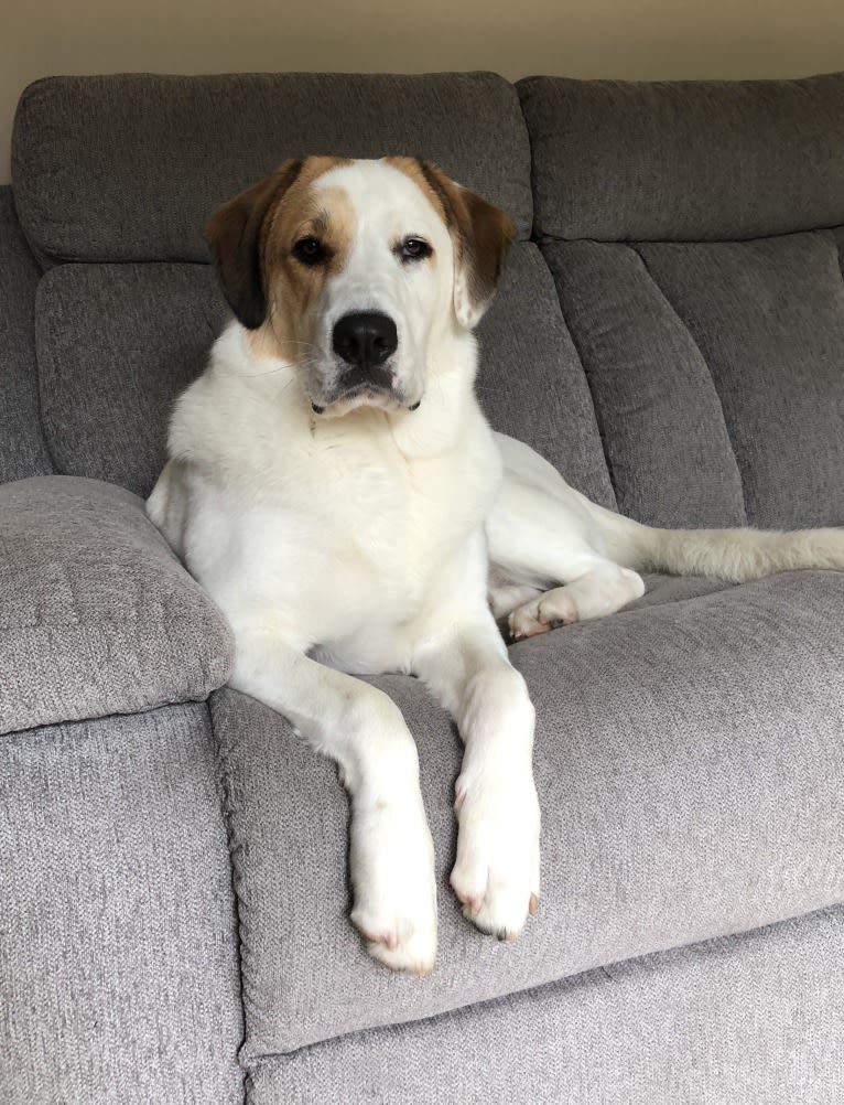 Stoli, a Great Pyrenees and American Pit Bull Terrier mix tested with EmbarkVet.com