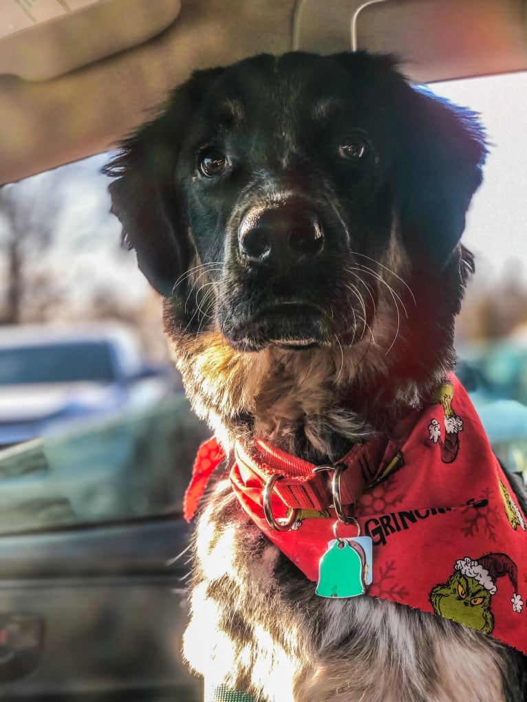 Archie, a Border Collie and Great Pyrenees mix tested with EmbarkVet.com