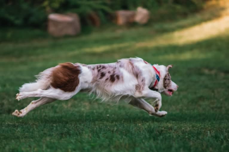 Asher, a Border Collie tested with EmbarkVet.com