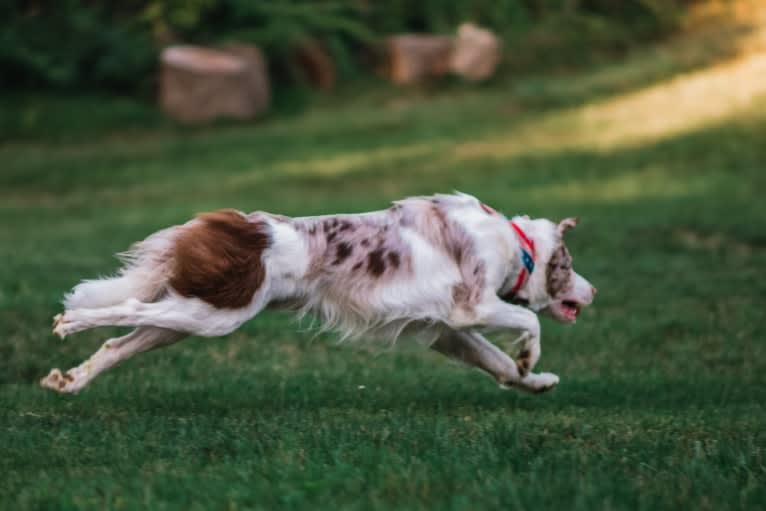 Spurs N Ashes, a Border Collie tested with EmbarkVet.com