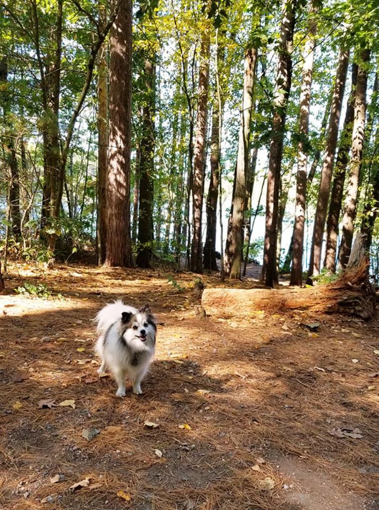 Gus, a Pomeranian and Shetland Sheepdog mix tested with EmbarkVet.com