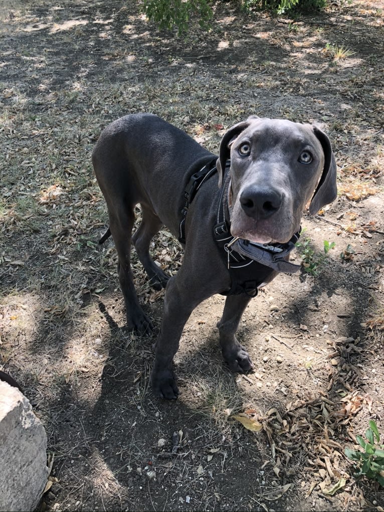 Finnegan, a Great Dane and American Pit Bull Terrier mix tested with EmbarkVet.com