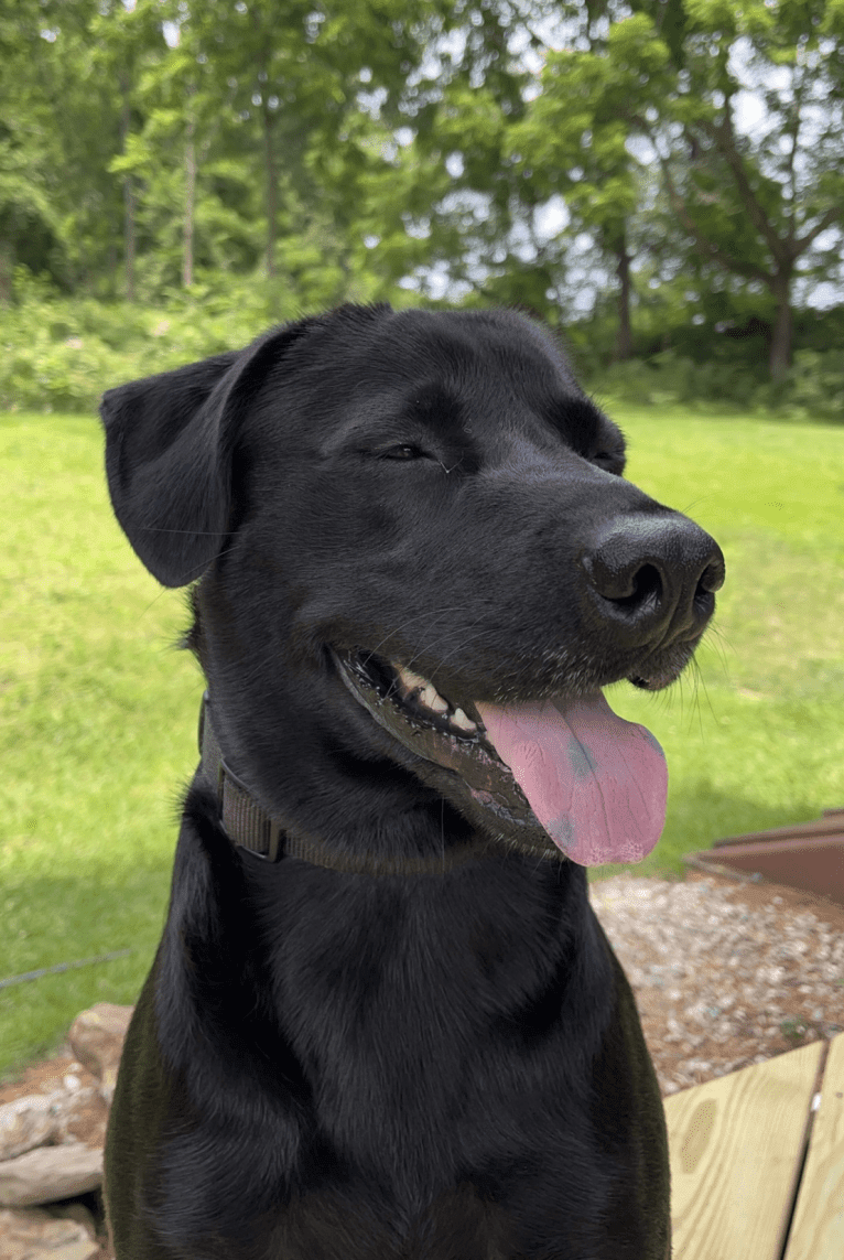 Bode, a Labrador Retriever and American Pit Bull Terrier mix tested with EmbarkVet.com