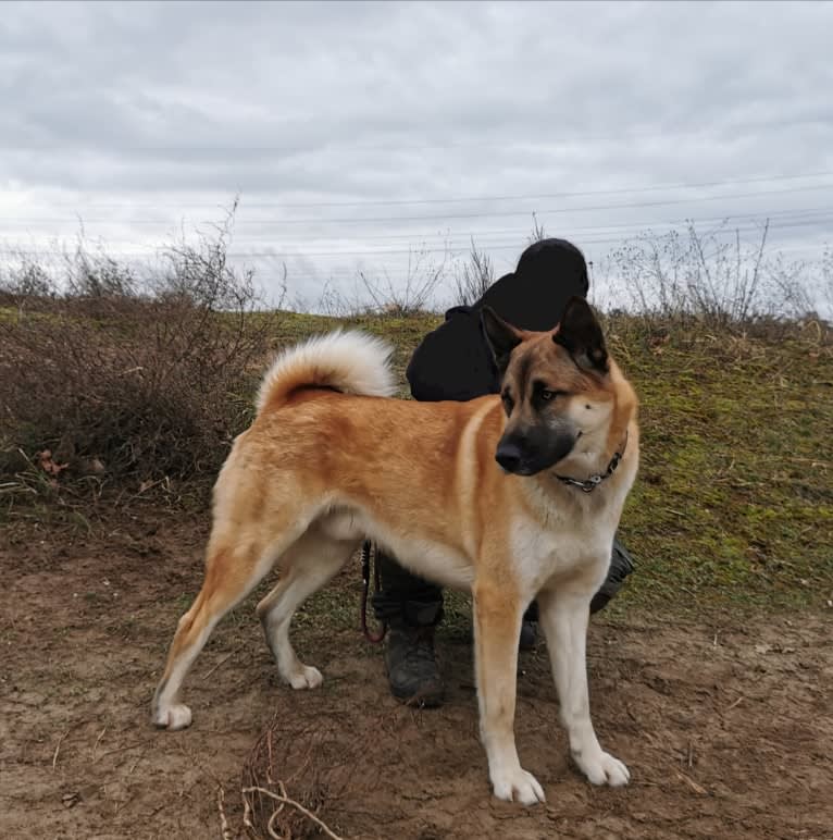 Anouk, a Yakutian Laika and Akita Inu mix tested with EmbarkVet.com