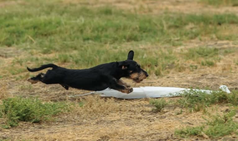 Bentley, a Dachshund tested with EmbarkVet.com