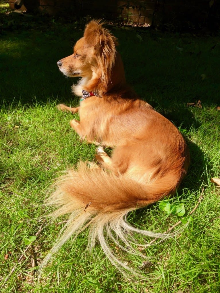 Chewie, a Miniature Pinscher and Chihuahua mix tested with EmbarkVet.com