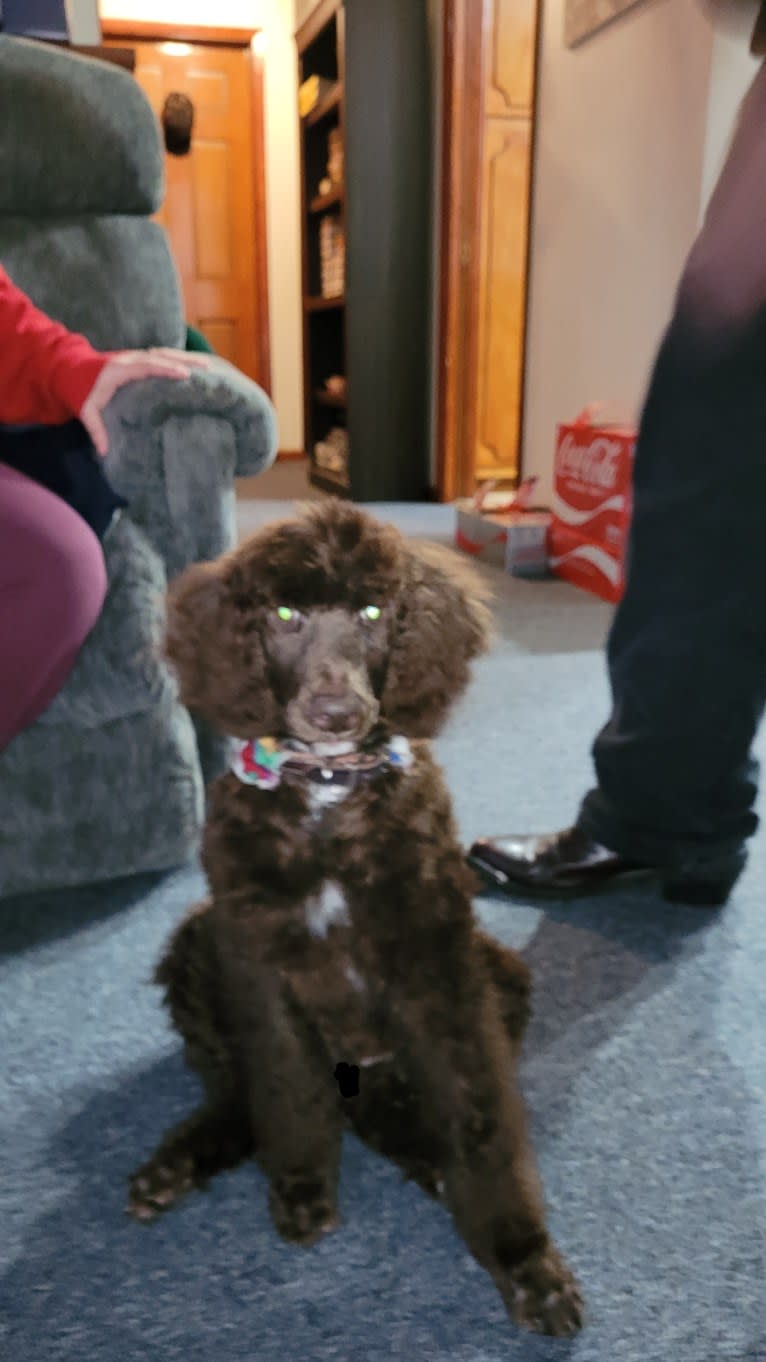 Dewy, a Poodle (Standard) tested with EmbarkVet.com