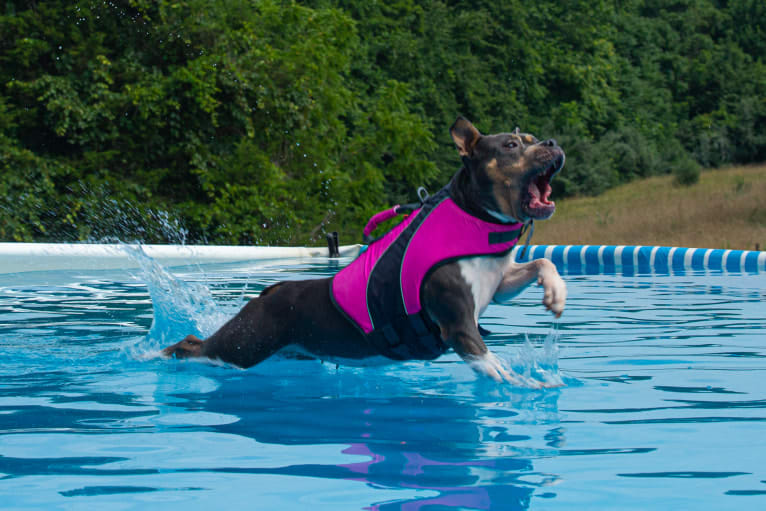 Letty von Wigglebottom, an American Bully and American Pit Bull Terrier mix tested with EmbarkVet.com