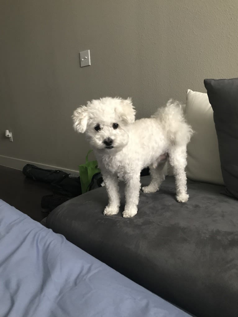 Nimbus, a Poodle (Small) and Bichon Frise mix tested with EmbarkVet.com