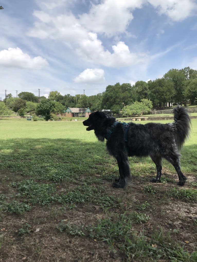 Fred, a Golden Retriever and Great Pyrenees mix tested with EmbarkVet.com