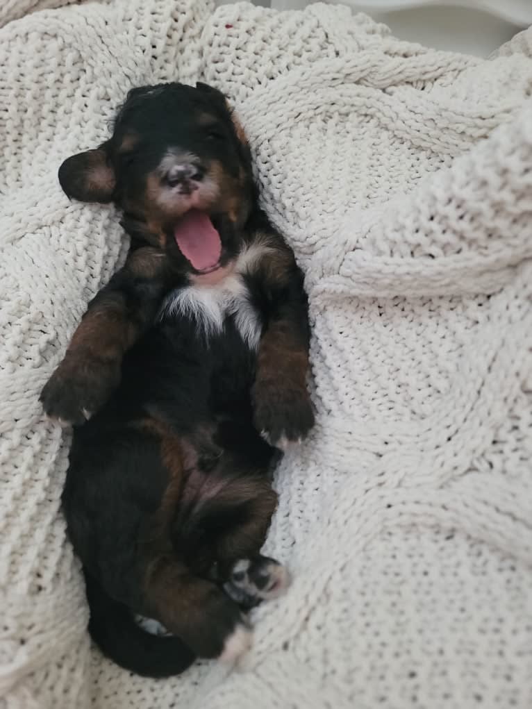 Ferdinand, a Bernedoodle tested with EmbarkVet.com