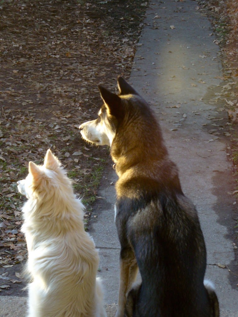 Romeo, an American Eskimo Dog tested with EmbarkVet.com