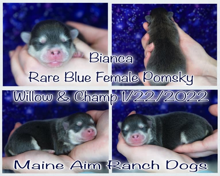 Bianca, a Pomsky tested with EmbarkVet.com